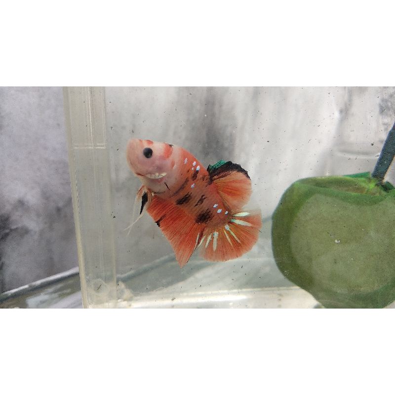 Ikan Cupang Nemo Classic Male