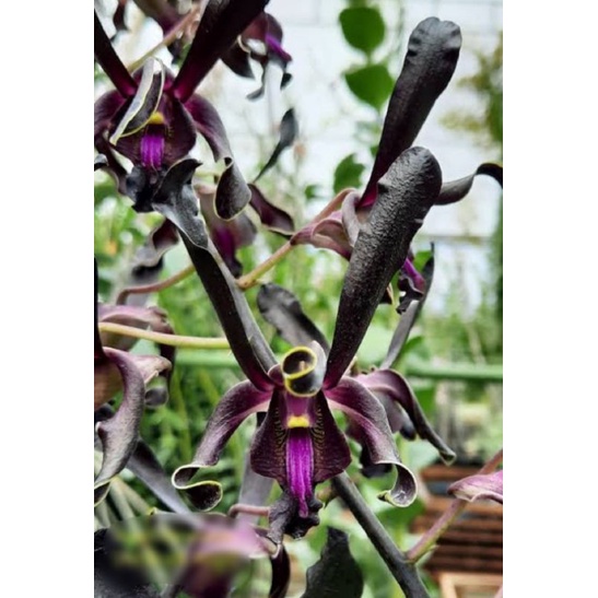 Dendrobium black angel