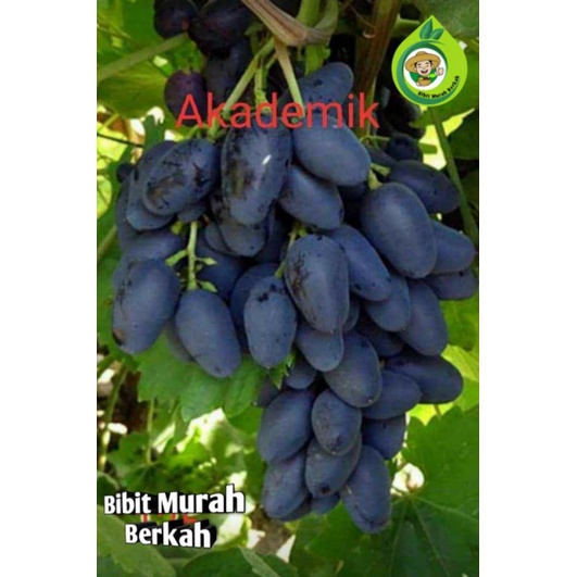 Anggur import akademik