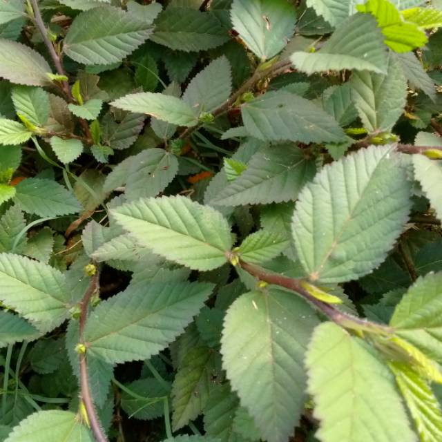 

HERBAL SIDAGURI JANTAN 500 gram