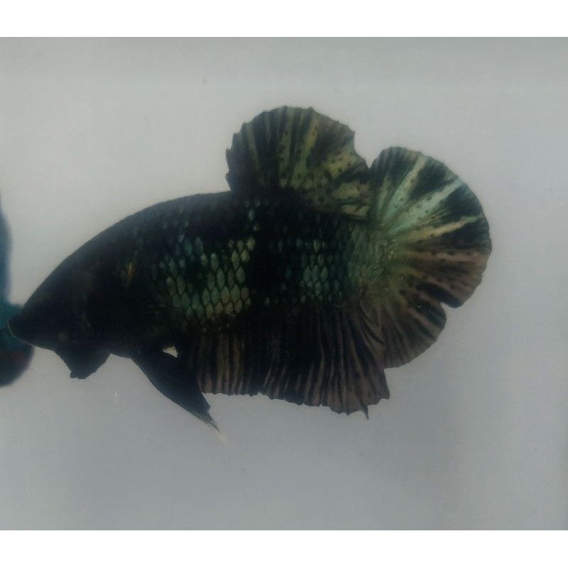 avatar copper gold