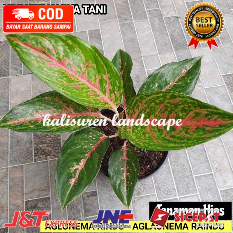 Tanaman hias AGLONEMA RINDU - Tanaman aglonema rindu KALISURENLANDSCAPE