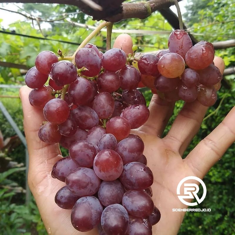 Bibit Buah Anggur Ninel Original