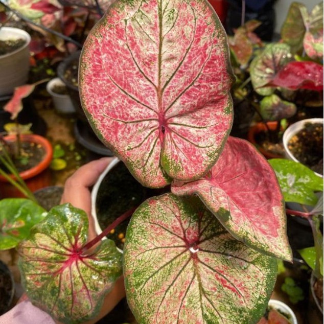 (Hanoman Obong/Anoman obong)CALADIUM/KELADI/KALADI/CALADIUM IMPORT THAILAND/ CaladiumKilisuci