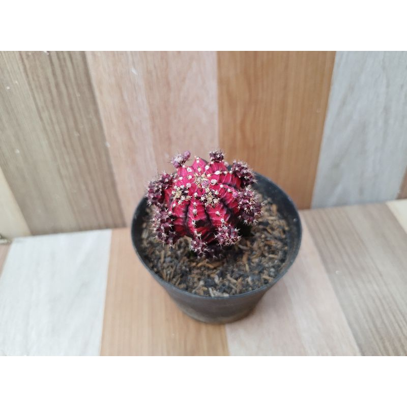 kaktus gymno blackpink (grafting)