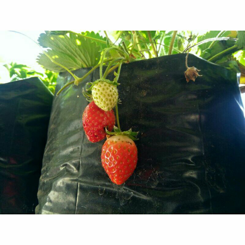 Bibit tanaman buah strawberry / bibit strawberry / tanaman buah stroberi