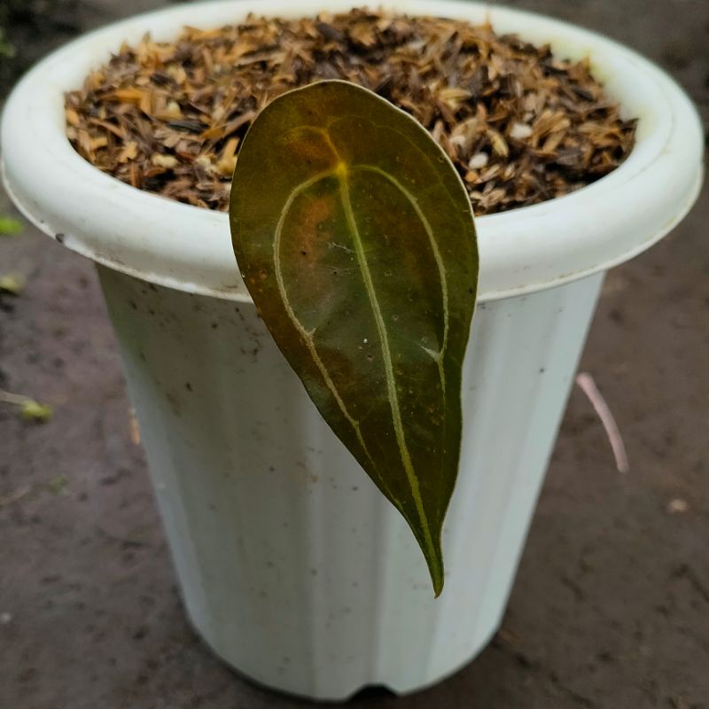 Tanaman Hias Anthurium Forgetii Ori | Kuping Gajah Buta | Forgetti