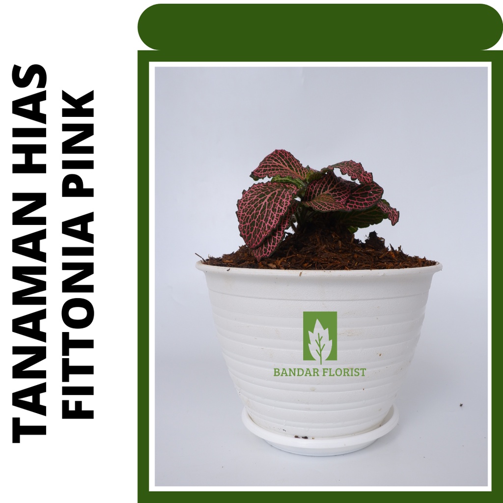 tanaman hias fittonia pink - tanaman hias -tanaman hidup