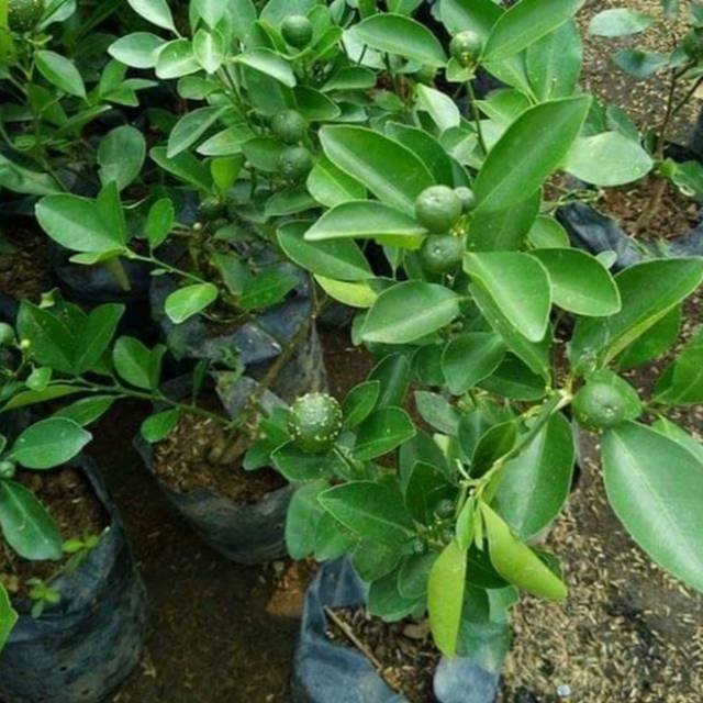 Pohon Jeruk Limau-Tanaman Limau