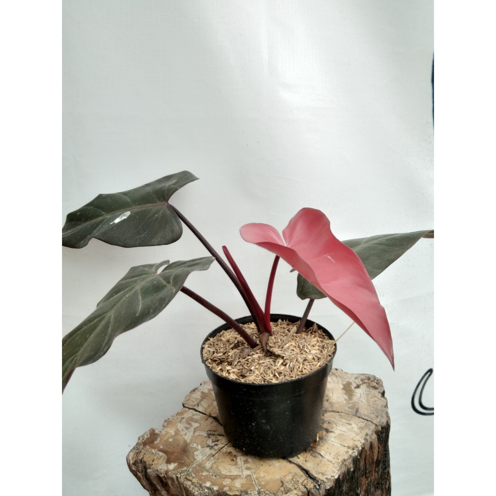 Tanaman philodendron kamerun pink / philodendron drack lord pink