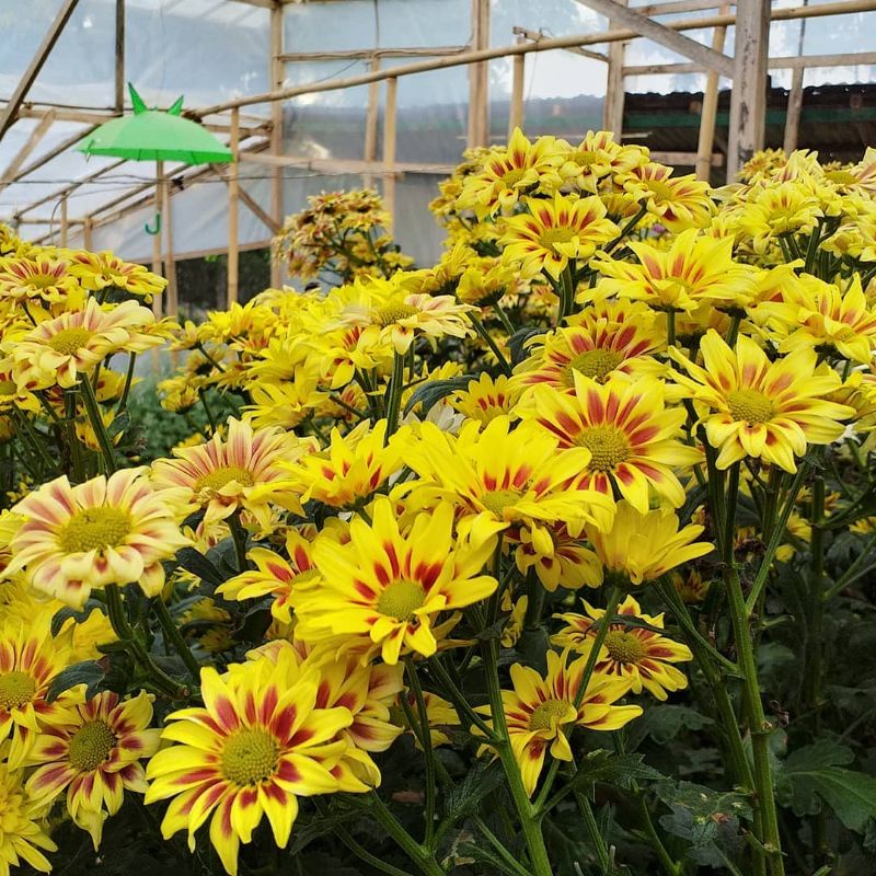 BUNGA KRISAN ASTER | TANAMAN HIDUP BUNGA KRISAN KUALITAS TERBAIK | KRISAN RIMBUN | BUNGA KRISAN