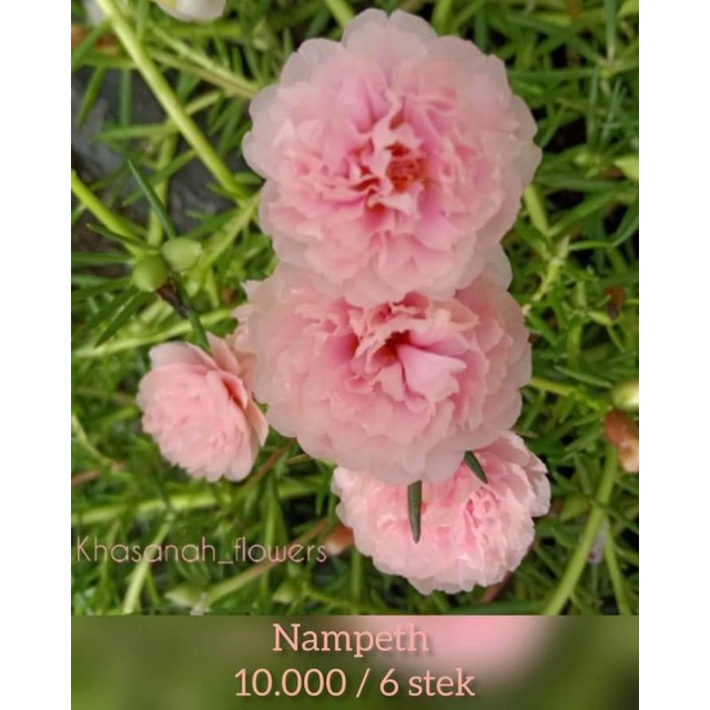 Bunga krokot import id.Nampeth