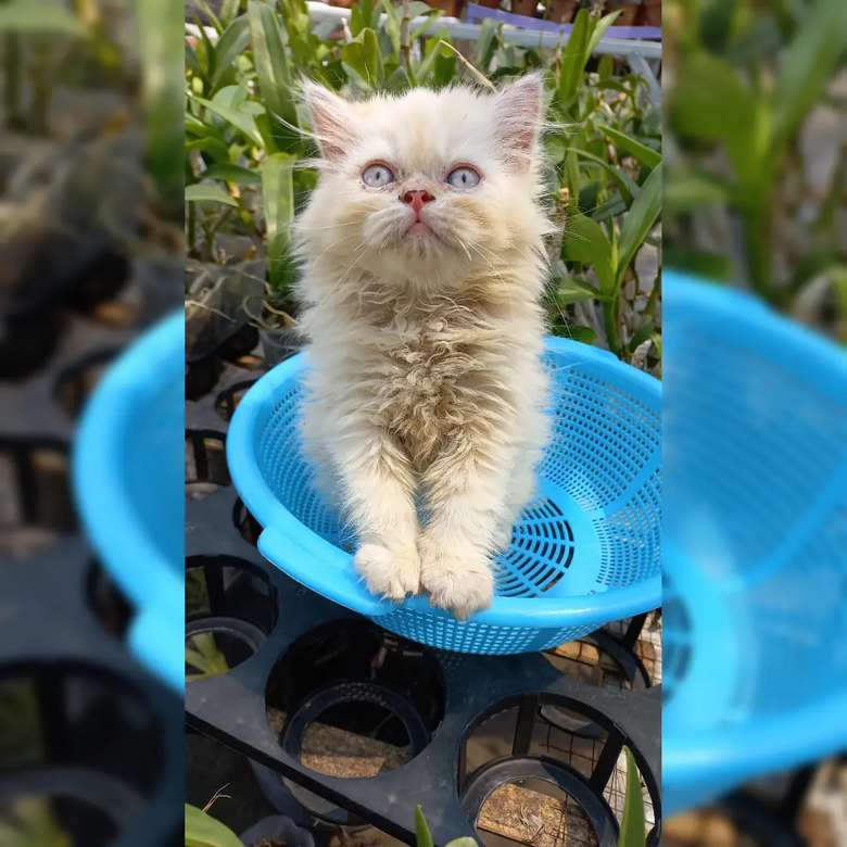 Kucing kitten persia flat nose cream big bone 2 bulan