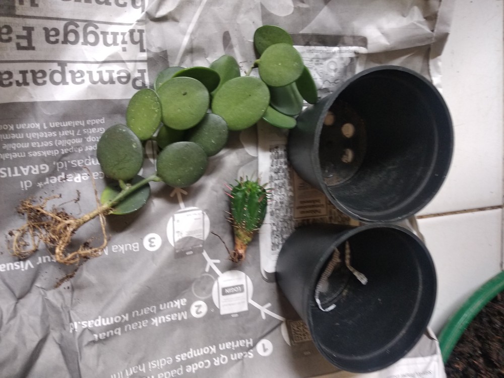 Kaktus Suculent