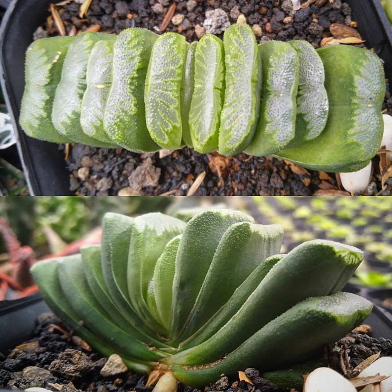 hawortia truncata