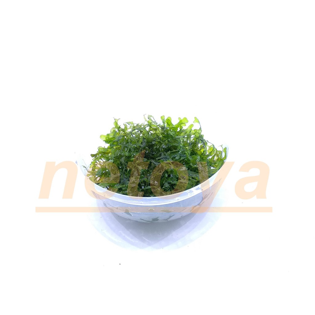 lumut pelia moss bebas alga aquascape