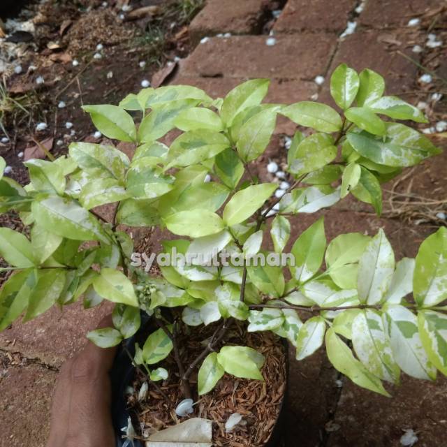 Bibit Tanaman hias bonsai anting putri - tanaman bonsai