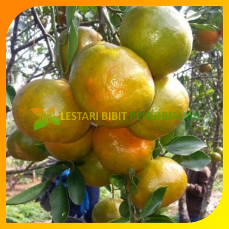 Bibit Jeruk Keprok siam super