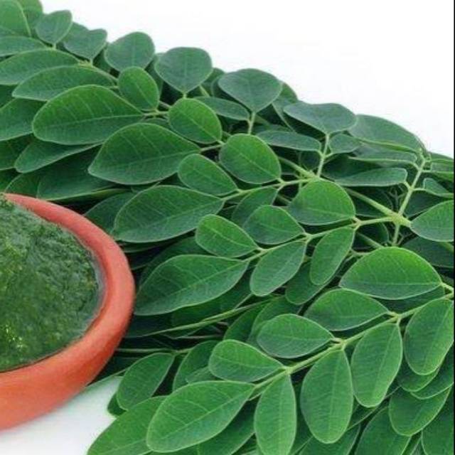 

Jual Daun kelor fres 1000gram