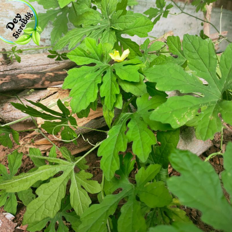 

Jual Daun pare huta fresh paket 150 grm