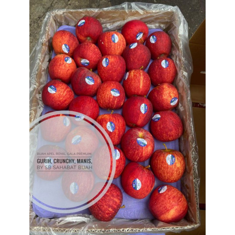

BUAH APEL ROYAL GALA PREMIUM MANIS GURIH