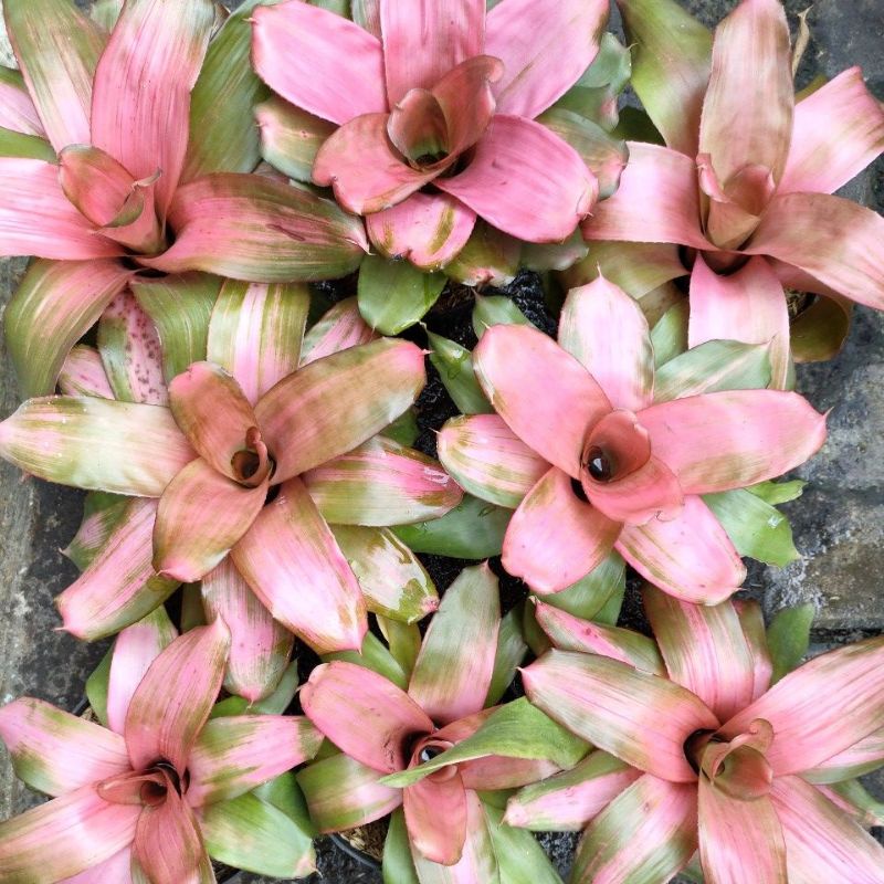 tanaman hias Bromelia/Bromelia Deby pink/Bromelia pink