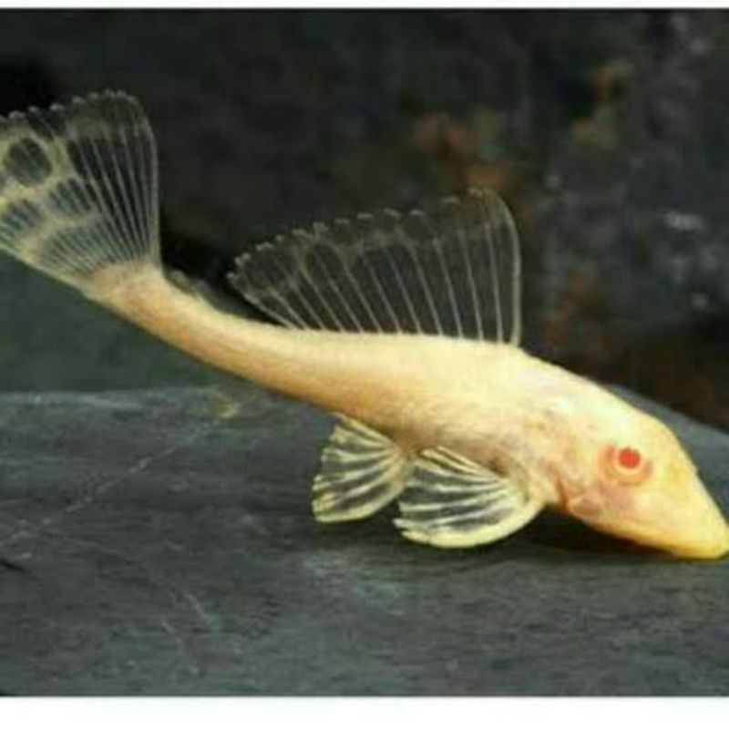 ikan sapu sapu albino