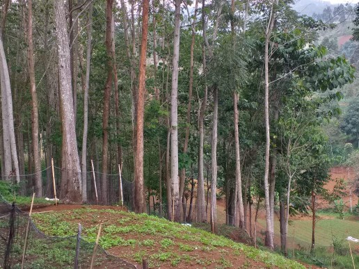 Korek Magnet Roko(eceran)