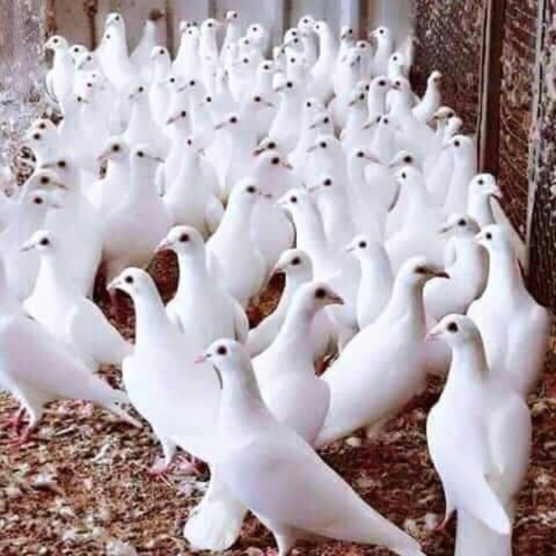 MERPATI PUTIH SEPASANG JANTAN DAN BETINA