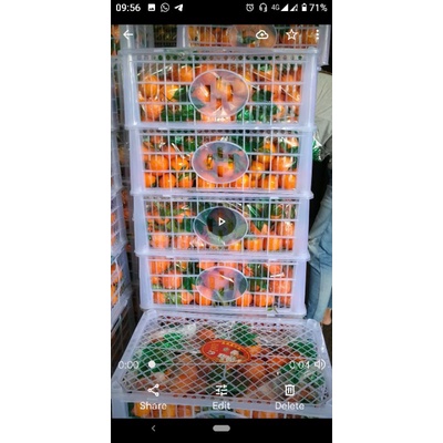 Buah Jeruk Shantang Daun Oren | 1 keranjang | 1 Krat | 7kg -/+