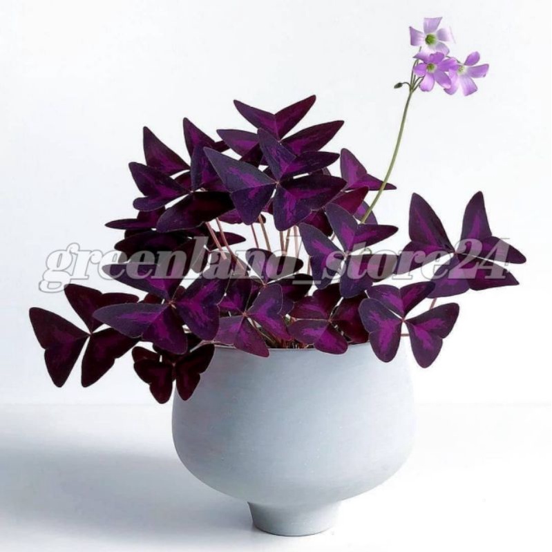 Oxalis triangularis - bunga kupu kupu - tanaman gantung oxalis triangularis - oxalis triangularis