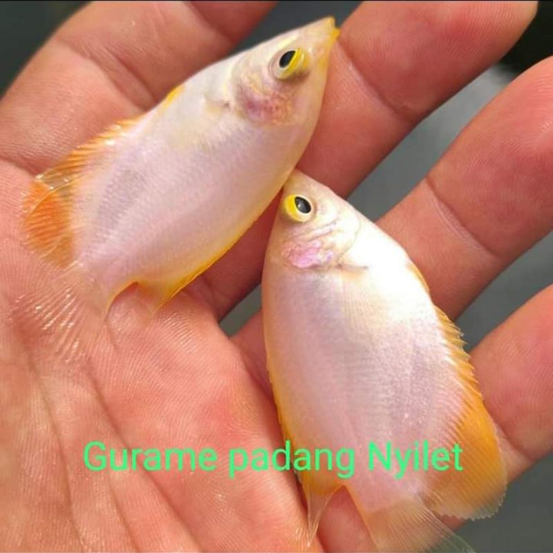 gurame padang uk korek gas
