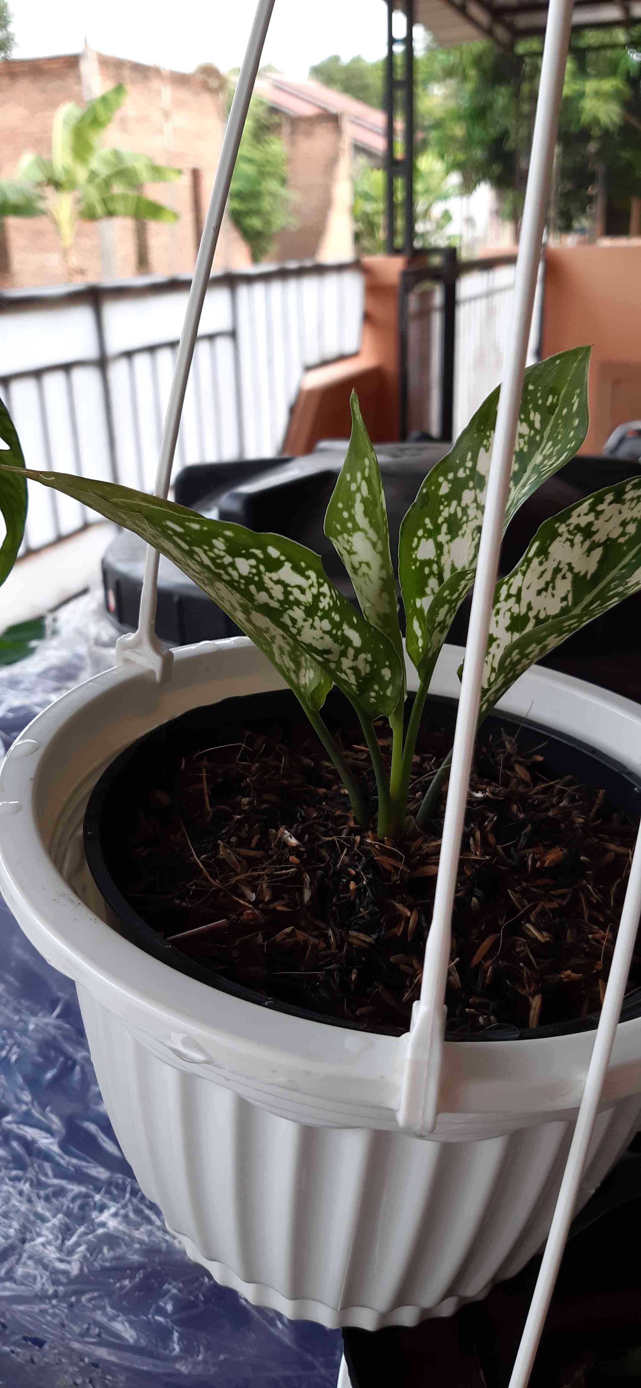 Aglonema Snow White-beras Tumpah