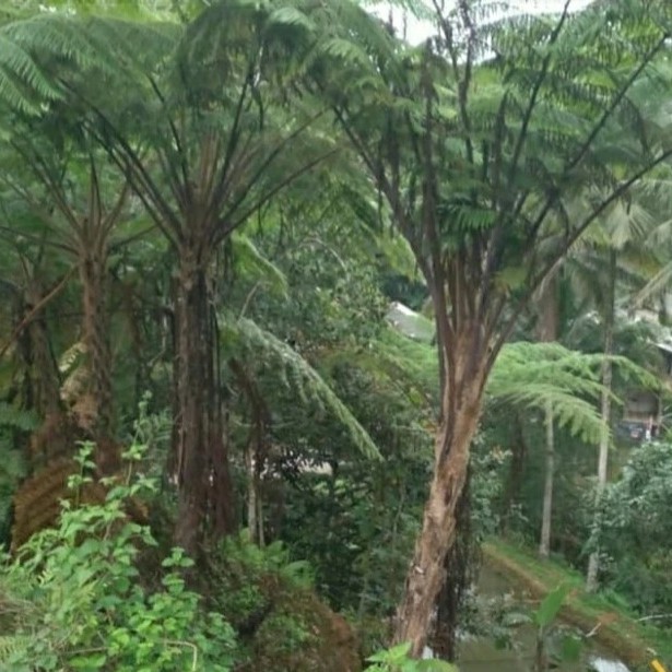 Pohon pakis paku tiang hias/ paku andam