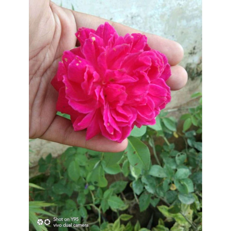 2 paket bibit bunga mawar warna merah putih ungu pink