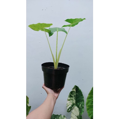 Alocasia Lutea Sente kuning