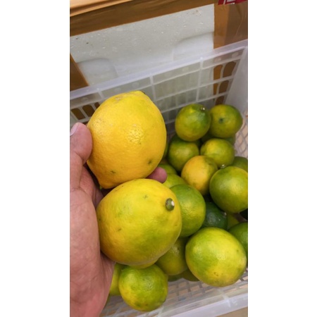 

Jeruklemoncalifornia
