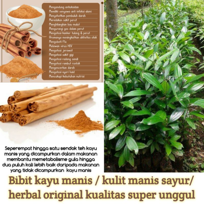 Bibit tanaman kayu manis | kulit manis super unggul