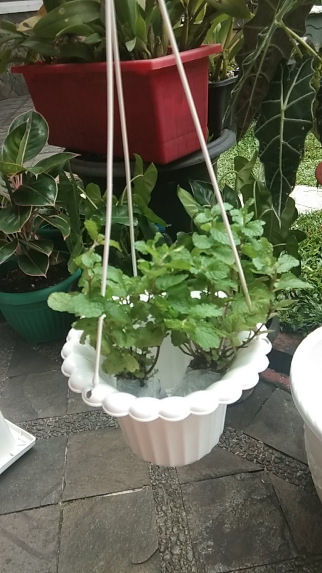 Pot Tanaman Gantung Mawar 01