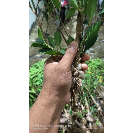 bahan bonsai fikus kimeng cocok buat progam gabung batang
