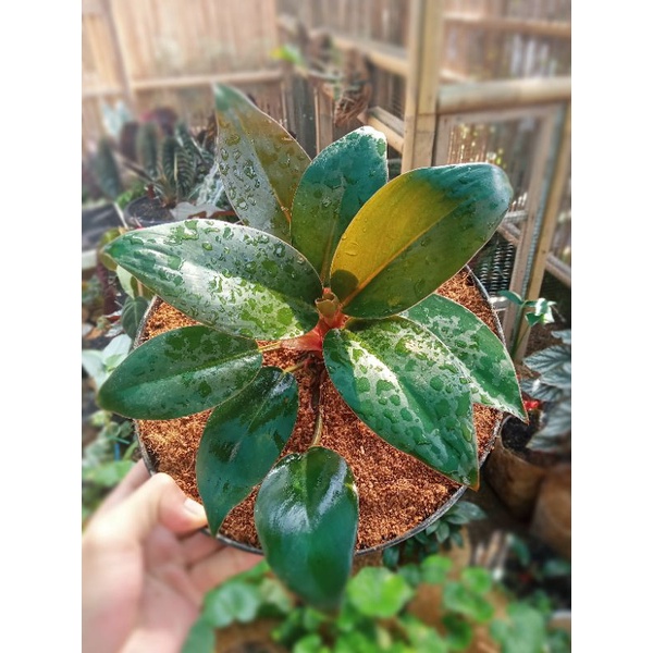 Tanaman hias philo red congo/philodendron red congo/philo kongo