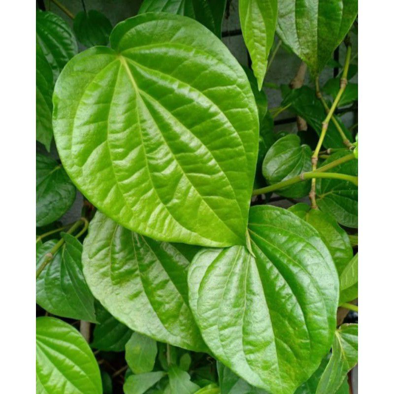 

Daun Sirih segar