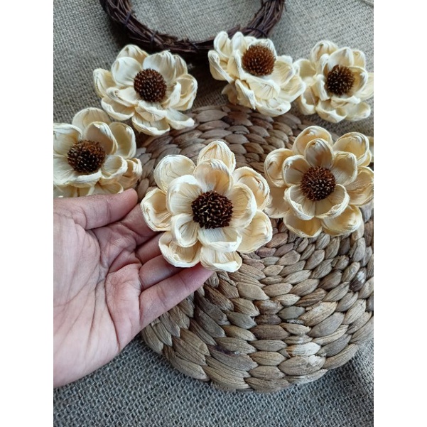 Bunga Klobot Jagung marigold Teratai