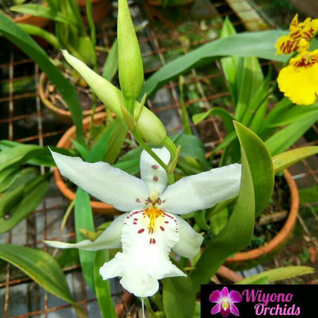 Oncidium White Fairy