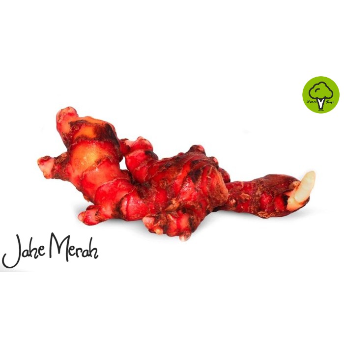 

JAHE MERAH [250GR]