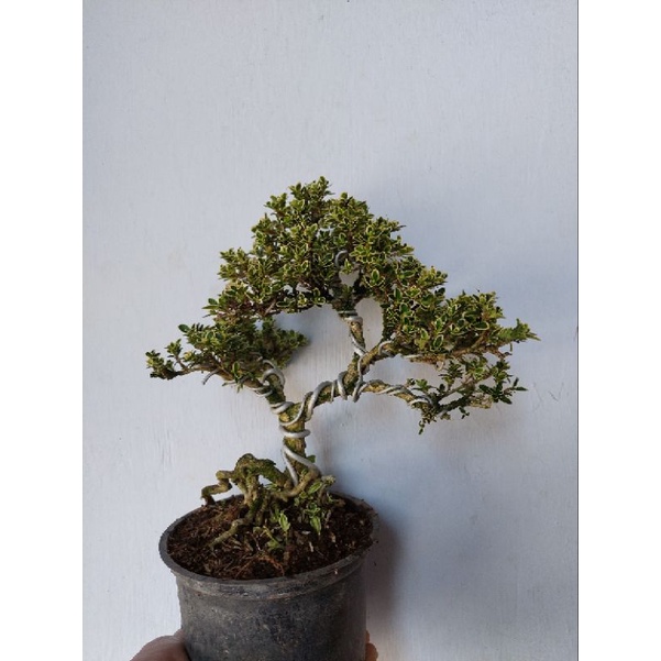 Tanaman Bonsai Mini Mirten Malpighia coccigera Jadi Siap Pajang Cakri Kembang