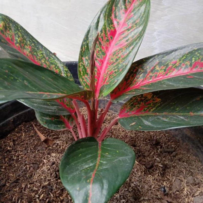 BUNGA AGLAONEMA HOT LADI || AGLONEMA HOT LADY || AGLO HOT LADY