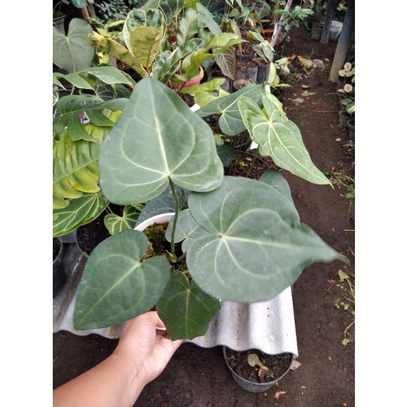 anthurium sweet love (clarinervium x pterodactyl)