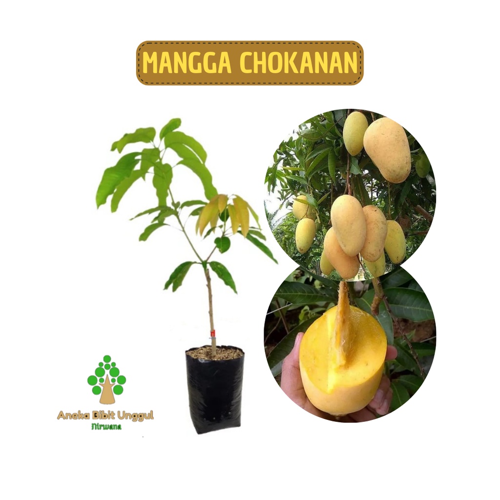 BIBIT MANGGA CHOKANAN - BIBIT MANGGA - BIBIT MANGGA CHOKANAN OKULASI CEPAT BERBUAH SUPER - POHON MAN