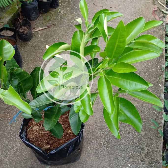 Bibit Pohon Jeruk Bali - Tanaman Buah Jeruk Bali - Pamelo - Besar Bssg